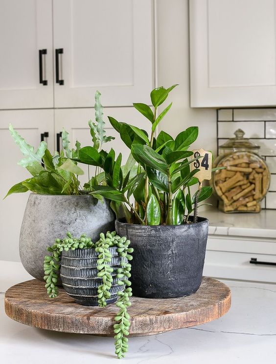 Small plants decorating kitchen counter