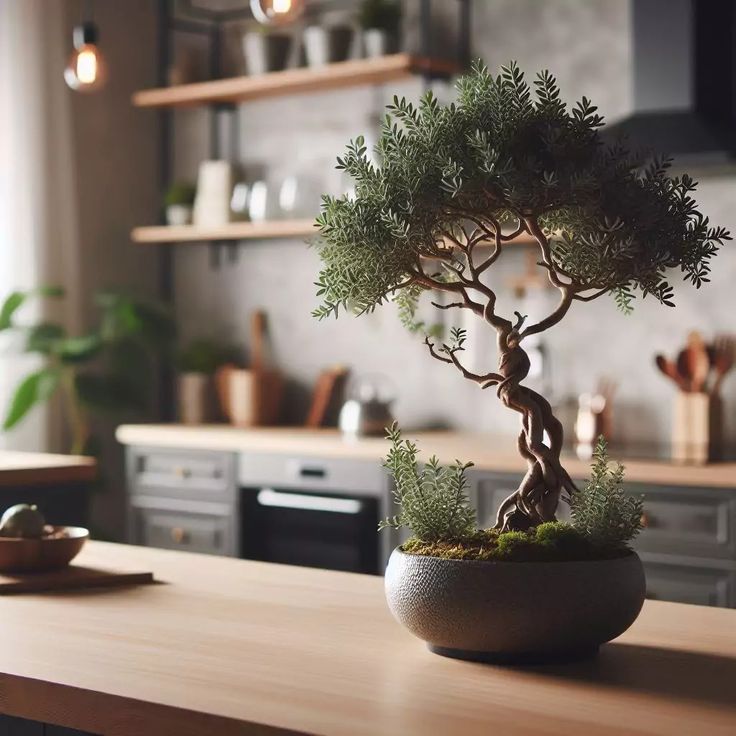bonsai tree on a kitchen counter