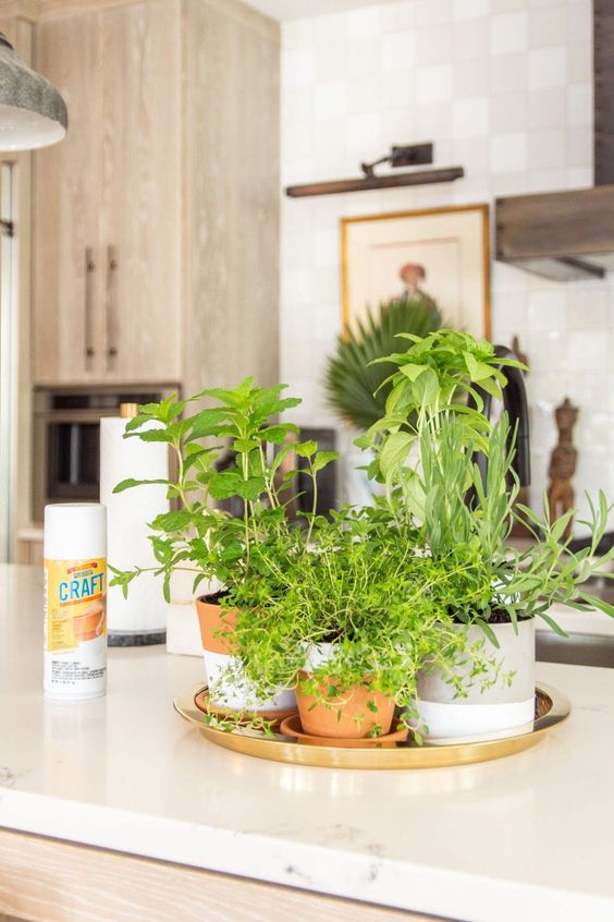 herbs garden on kitchen counter