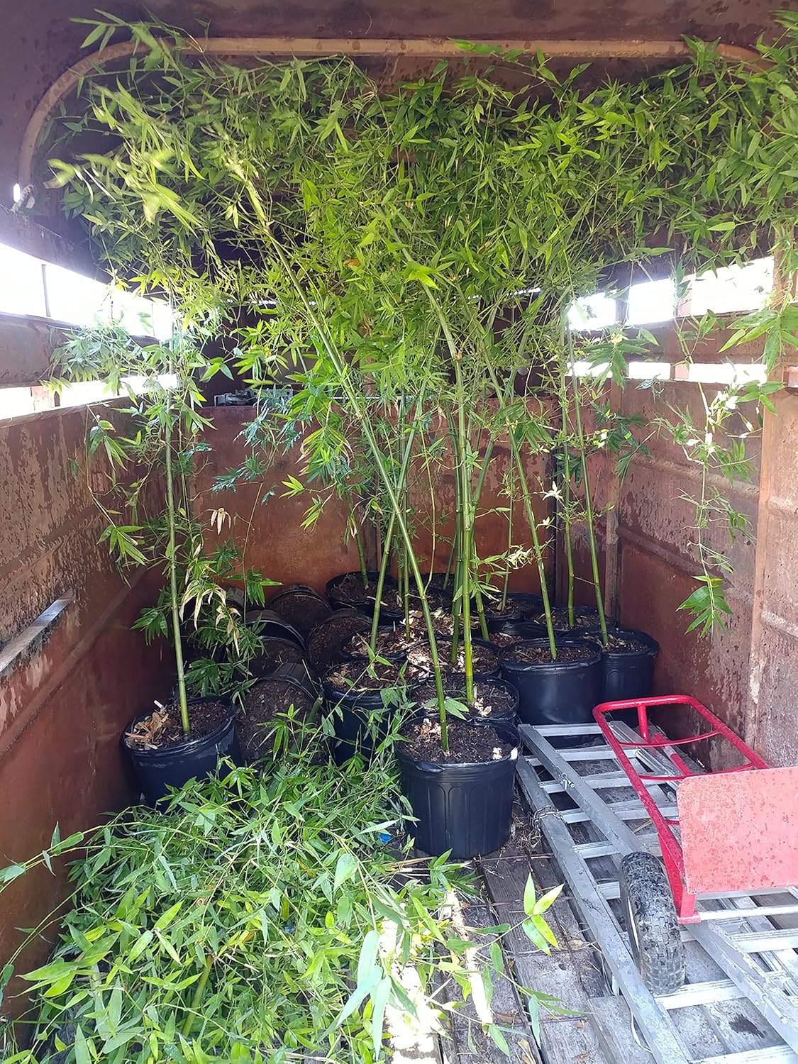 Graceful Bamboo Live Plants
