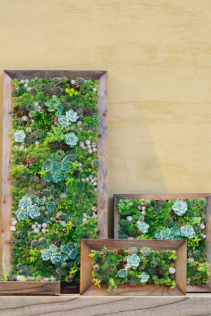 Succulent Wall diy