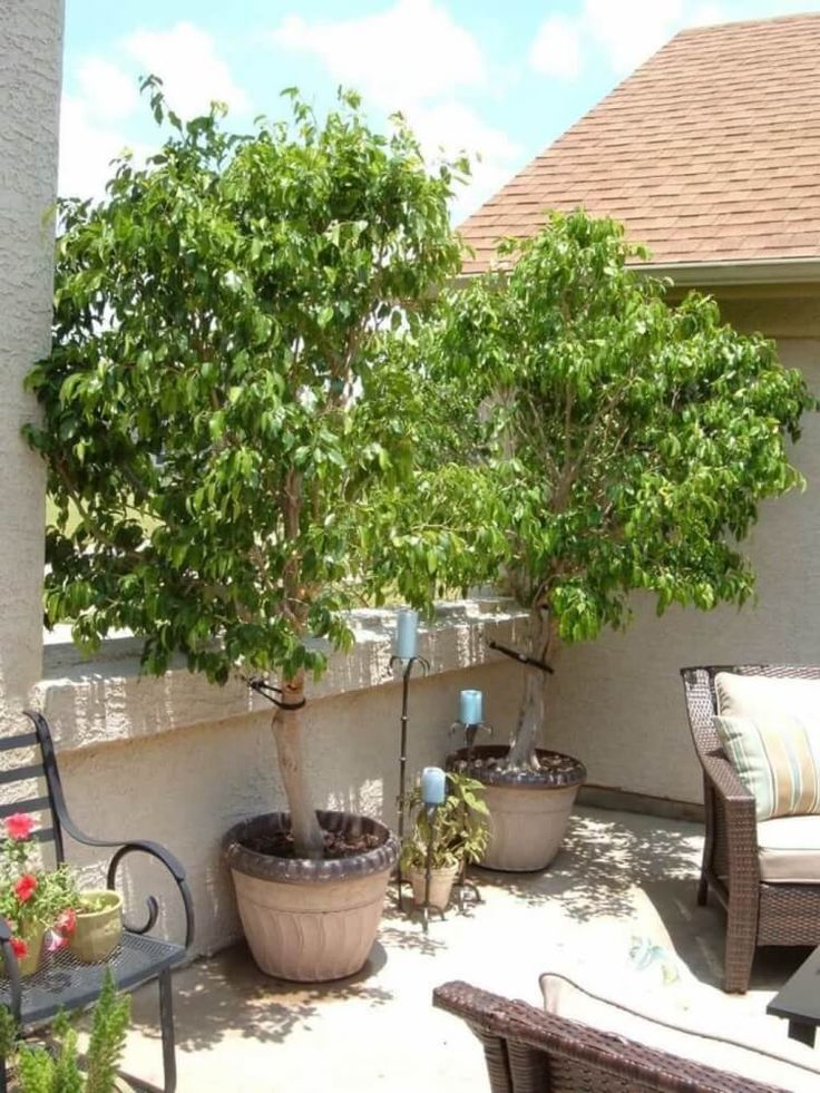 Potted Trees in a small patio