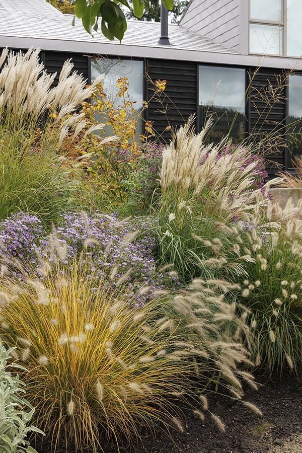 Ornamental Grasses